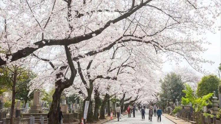 Yanaka Cemetery